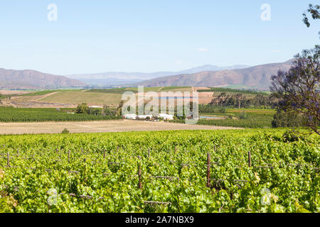 Vignobles de la vallée du vin Robertson, Western Cape Winelands, Afrique du Sud au printemps en vue de la Riviersonderend Mountains Banque D'Images