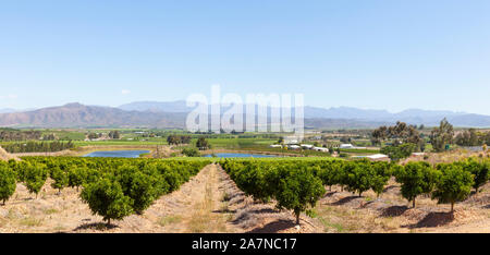 Vue panoramique de vignes et vergers dans la vallée du vin Robertson, Western Cape Winelands, Afrique du Sud, en ressort avec Riviersonderend Mountains Banque D'Images