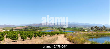 Vue panoramique de vignes et d'agrumes dans la vallée de l'Ouest, Vin Robertson Cape Winelands, Afrique du Sud, en ressort avec Riviersonderend Mountains Banque D'Images