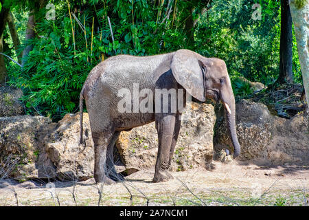 Les éléphants africains de manger du foin dans le soleil Banque D'Images