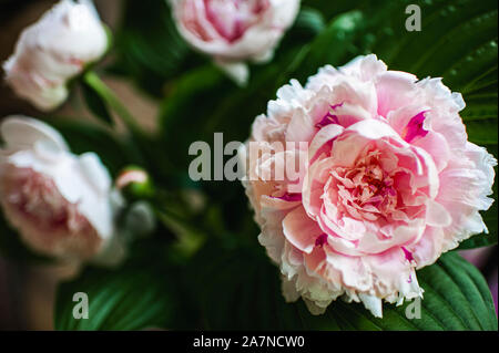 Jolie rose bouquet de pivoines en fleurs Banque D'Images