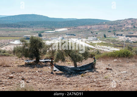 Zababdeh, récolte des olives, Cisjordanie, Palestine. Banque D'Images