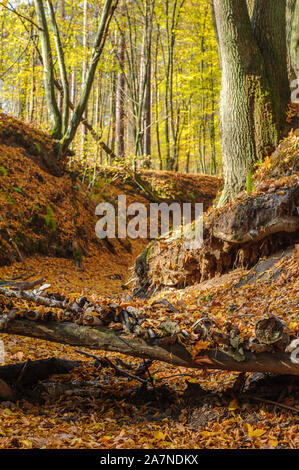 La rivière à sec dans la forêt d'automne avec une passerelle à l'avant-plan Banque D'Images