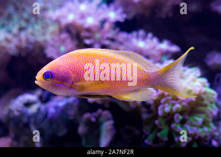 Close up detail de blue eyed anthias poisson tropical dans un aquarium avec des coraux. Le poisson est jaune et rose vif. Banque D'Images