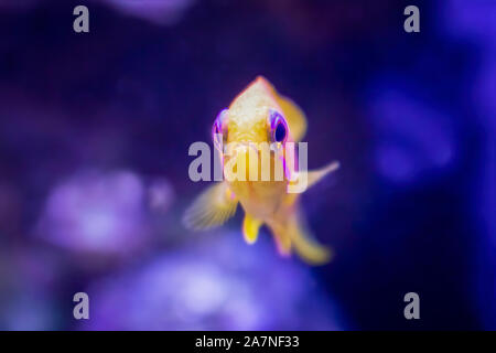 Blue Eyed anthias poisson tropical jaune vif regarde de près l'appareil photo en aquarium. Banque D'Images