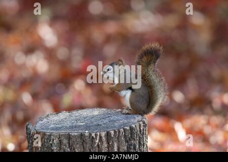Un écureuil roux américain, Tamiasciurus hudsonicus, qui recherche de la nourriture en automne Banque D'Images