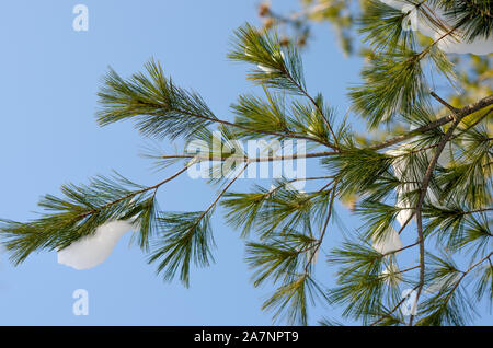 Low angle view of snowy pine tree branch against blue sky Banque D'Images