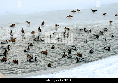 Portrait de canards nager dans l'eau et de vous détendre sur la glace sur une rivière gelée dans l'hiver Banque D'Images