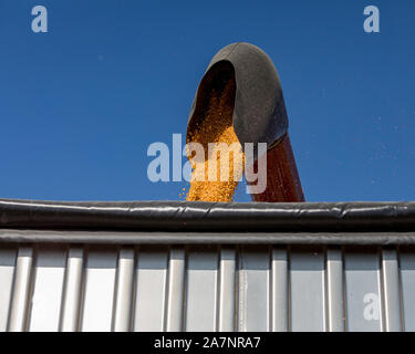 Moissonneuse-batteuse rouge à l'aide de la vis de trémie de chargement de grains de maïs jaune en camion à grain. Journée ensoleillée avec ciel bleu pendant la saison des récoltes Banque D'Images