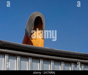 Moissonneuse-batteuse rouge à l'aide de la vis de trémie de chargement de grains de maïs jaune en camion à grain. Journée ensoleillée avec ciel bleu pendant la saison des récoltes Banque D'Images