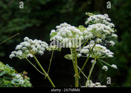 23 août 2019. Cow Parsley et autres mauvaises herbes communes sauvages à la cascade de Glencar site dans le comté de Sligo en Irlande. Banque D'Images