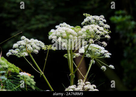 23 août 2019. Cow Parsley et autres mauvaises herbes communes sauvages à la cascade de Glencar site dans le comté de Sligo en Irlande. Banque D'Images