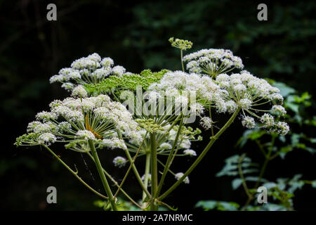 23 août 2019. Cow Parsley et autres mauvaises herbes communes sauvages à la cascade de Glencar site dans le comté de Sligo en Irlande. Banque D'Images