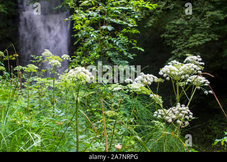 23 août 2019. Cow Parsley et autres mauvaises herbes communes sauvages à la cascade de Glencar site dans le comté de Sligo en Irlande. Banque D'Images