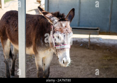 Malheureux âne ou somnolent ou affamé dans un zoo park . Banque D'Images