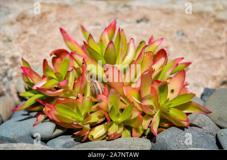 Close-up de Crassula capitella ina jardin ferme . Banque D'Images