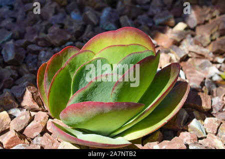 Close-up of silver dollar plante dans le jardin d'une ferme . Banque D'Images