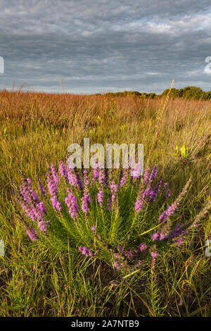 Gayfeathers Liataris,, (Liatris spicata), prairie, au début de l'automne, comté de Dakota, Minnesota, USA, par Dominique Braud/Dembinsky Assoc Photo Banque D'Images