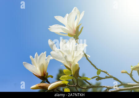 Close-up of white Magnolia kobus fleur plante contre le ciel bleu clair au printemps . Filtre chaud VIntage Banque D'Images