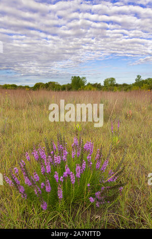 Gayfeathers Liataris,, (Liatris spicata), prairie, au début de l'automne, comté de Dakota, Minnesota, USA, par Dominique Braud/Dembinsky Assoc Photo Banque D'Images