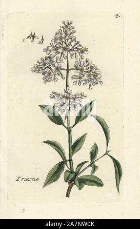 Wild troène, Ligustrum vulgare. Coloriée dessinée botanique et gravé par Pierre Brisson de son propre 'Flora Parisiensis," 1776, Paris, P.F. Didot. Pierre Brisson (1752-1793 était un célèbre botaniste français, pionnier de la trois-couleurs-plaque d'impression. Son introduction aux fleurs de Paris inclus 640 plantes. Banque D'Images