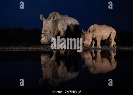 Scène paisible de trois rhinocéros blancs à un étang pendant l'heure bleue se reflétant dans l'eau Banque D'Images