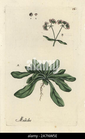 Salade de maïs, Valeriana locusta. Gravure coloriée par Pierre Brisson de son propre 'Flora Parisiensis," 1776, Paris, P.F. Didot. Pierre Brisson (1752-1793 était un célèbre botaniste français, pionnier de la trois-couleurs-plaque d'impression. Son introduction aux fleurs de Paris inclus 640 plantes. Banque D'Images