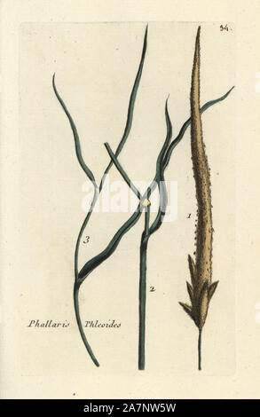 Purple-stem-queue du chat, Phleum phleiodes. Coloriée dessinée botanique et gravé par Pierre Brisson de son propre 'Flora Parisiensis," 1776, Paris, P.F. Didot. Pierre Brisson (1752-1793 était un célèbre botaniste français, pionnier de la trois-couleurs-plaque d'impression. Son introduction aux fleurs de Paris inclus 640 plantes. Banque D'Images