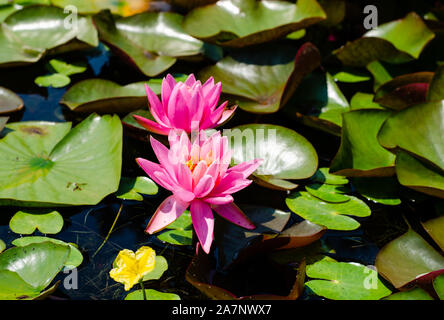 Nymphaea pubescens ou rose fleurs de lis de l'eau à la surface d'un lac . Banque D'Images