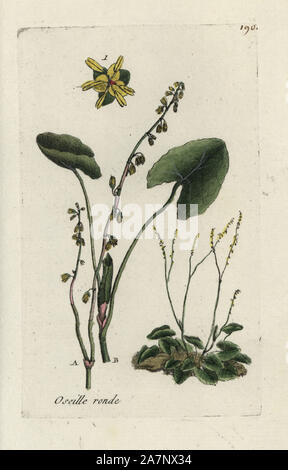 L'oseille à feuilles Buckler, Rumex scutatus. Coloriée dessinée botanique et gravé par Pierre Brisson de son propre 'Flora Parisiensis," 1776, Paris, P. F. Didot. Pierre Brisson (1752-1793) était un célèbre botaniste français, pionnier de la trois-couleurs-plaque d'impression. Son introduction aux fleurs de Paris inclus 640 plantes. Banque D'Images