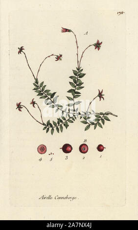 La canneberge, Vaccinium oxycoccus européenne. Coloriée dessinée botanique et gravé par Pierre Brisson de son propre 'Flora Parisiensis," 1776, Paris, P. F. Didot. Pierre Brisson (1752-1793) était un célèbre botaniste français, pionnier de la trois-couleurs-plaque d'impression. Son introduction aux fleurs de Paris inclus 640 plantes. Banque D'Images