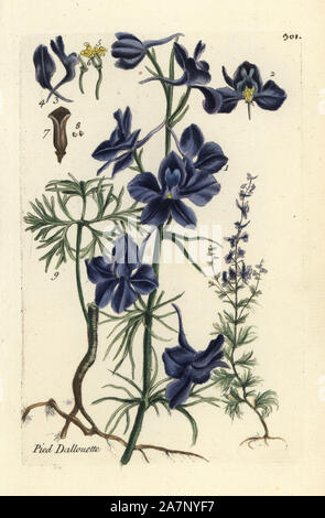 Forking larkspur, Consolida regalis. Coloriée dessinée botanique et gravé par Pierre Brisson de son propre 'Flora Parisiensis," 1776, Paris, P. F. Didot. Pierre Brisson (1752-1793) était un célèbre botaniste français, pionnier de la trois-couleurs-plaque d'impression. Son introduction aux fleurs de Paris inclus 640 plantes. Banque D'Images