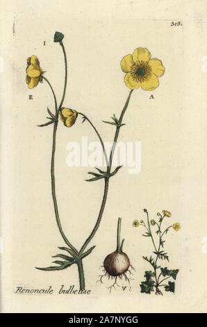 St Anthony's de navet ou de Buttercup, Ranunculus bulbe bulbosa. Coloriée dessinée botanique et gravé par Pierre Brisson de son propre 'Flora Parisiensis," 1776, Paris, P. F. Didot. Pierre Brisson (1752-1793) était un célèbre botaniste français, pionnier de la trois-couleurs-plaque d'impression. Son introduction aux fleurs de Paris inclus 640 plantes. Banque D'Images