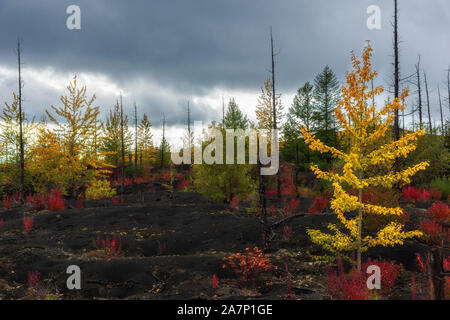 Paysage d'automne dans la forêt morte, après l'éruption du volcan Tolbachik. Kamchatka, en Russie. Banque D'Images