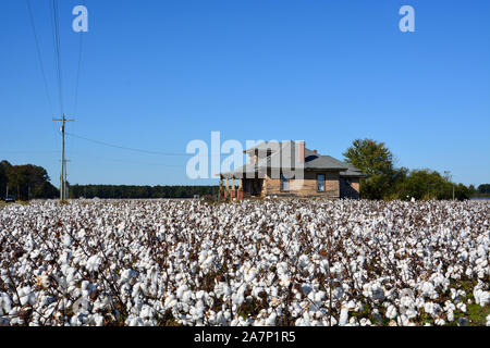 Les champs de coton sont prêtes à être récoltées à côté d'une ferme abandonnée dans les régions rurales de la Caroline du Nord. Banque D'Images