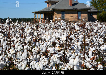 Les champs de coton sont prêtes à être récoltées à côté d'une ferme abandonnée dans les régions rurales de la Caroline du Nord. Banque D'Images