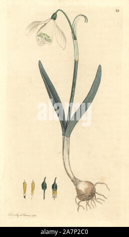 Snowdrop, Galanthus nivalis. Coloriée à la gravure sur cuivre d'après un dessin de James Sowerby pour Smith's 'English Botany, Londres, 1791. La baleine était un infatigable illustrateur d'ouvrages d'histoire naturelle et des livres illustrés sur la botanique, la mycologie, la géologie et la conchyliologie. Banque D'Images
