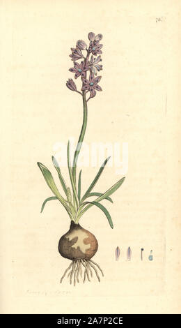 Squill Scilla autumnalis, d'automne. Coloriée à la gravure sur cuivre d'après un dessin de James Sowerby pour Smith's 'English Botany, Londres, 1792. La baleine était un infatigable illustrateur d'ouvrages d'histoire naturelle et des livres illustrés sur la botanique, la mycologie, la géologie et la conchyliologie. Banque D'Images