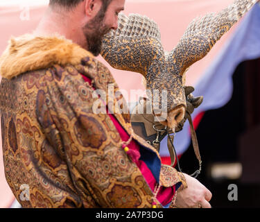 St Ives, Sydney, Australie - 21 septembre 2019 : Sortie d'alimentation du Hibou masqué de la main de l'entraîneur à 'Oiseaux de proie' exposition à St Ives Faire médiévale Banque D'Images