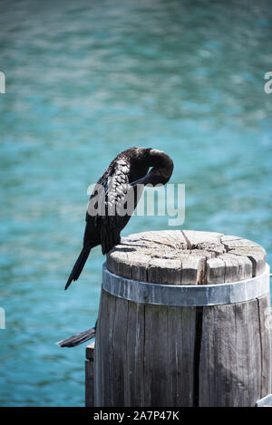 Cormoran dans le port de Sydney. Banque D'Images