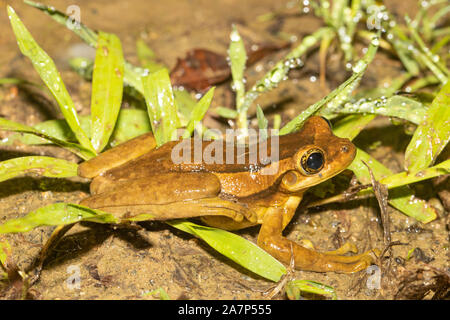 Grenouille d'arbre doré de Porto Alegre - Trachycéphalie mésophaeus Banque D'Images