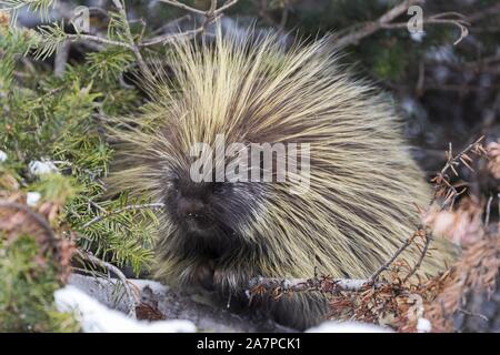 Porc-épic d'Amérique du Nord (Erethizon dorsatum), également connu sous le nom de Porcupine canadien commun ou le porc-épic, avec du vert-jaune couche de plumes Banque D'Images