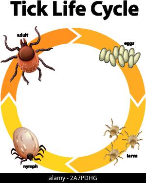 Schéma de l'illustration du cycle de vie de tick Illustration de Vecteur