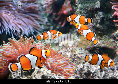 Anémone de mer tropicaux et des poissons clown (Amphiprion percula) dans marine aquarium Banque D'Images