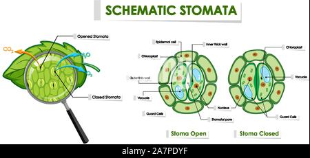 Schéma montrant les stomates illustration schématique Illustration de Vecteur