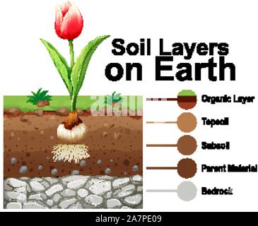 Les couches du sol sur la terre avec l'illustration de fleurs tulipes Illustration de Vecteur