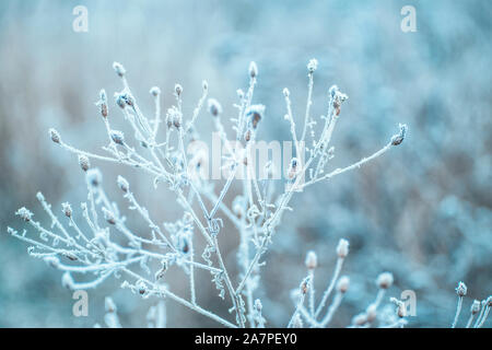 Direction Frozen. Paysage d'hiver. Nature naturel d'hiver paysage d'hiver, avec des arbres couverts de flocons Banque D'Images