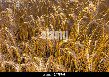 Champ de blé, la sécheresse condintions avec la chaleur Banque D'Images