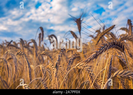 Champ de blé, la sécheresse condintions avec la chaleur Banque D'Images