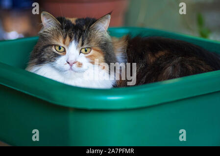 Libre d'un chat dans un bassin.Trois cat couleur assis dans un bassin vert pour le lavage.Cat s'asseoir dans le bassin en plastique. Banque D'Images